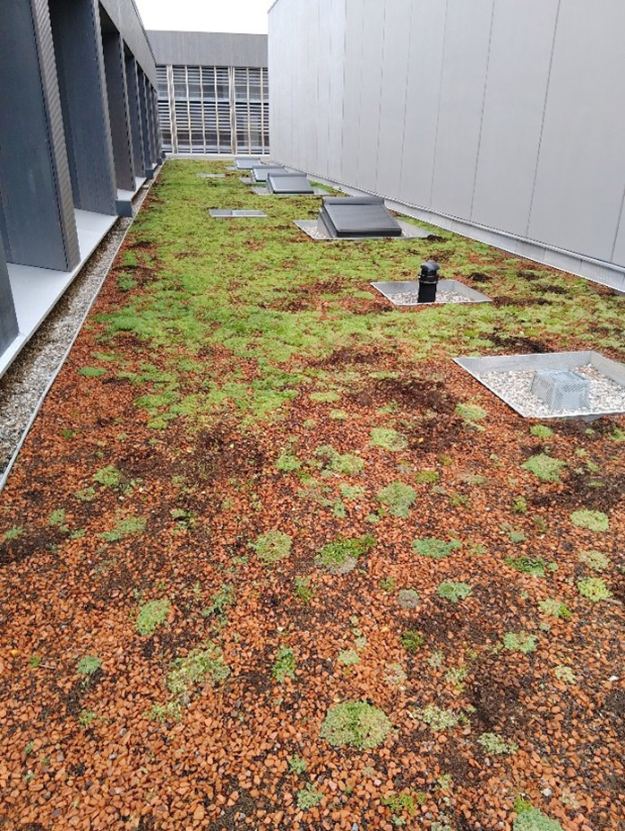 Exemple de toit végétal après entretien