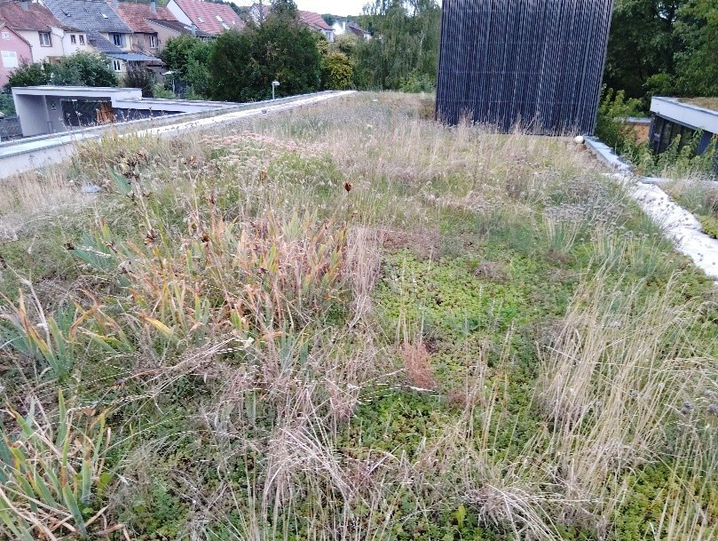 Exemple de toit végétal avant entretien