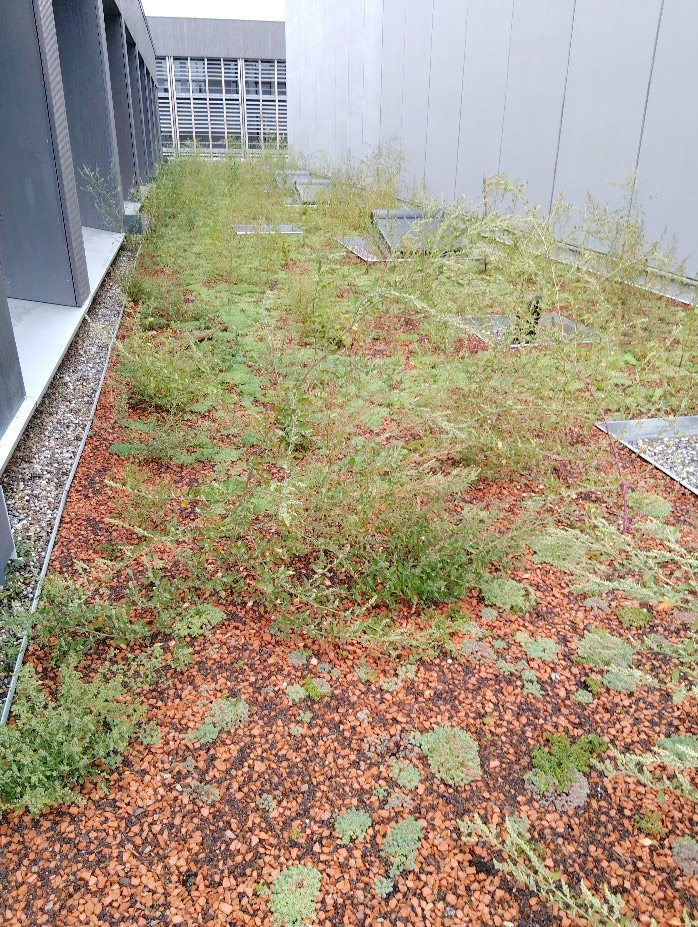 Exemple de toit végétal avant entretien