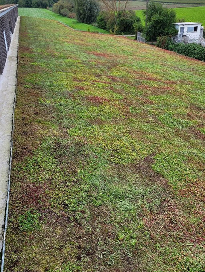 Exemple de toit végétal après entretien