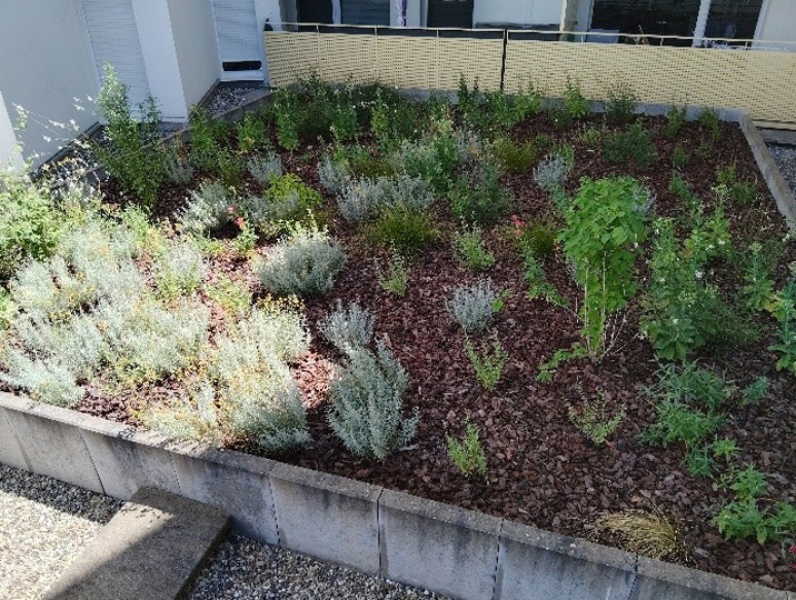 Entretien d'un toit végétal